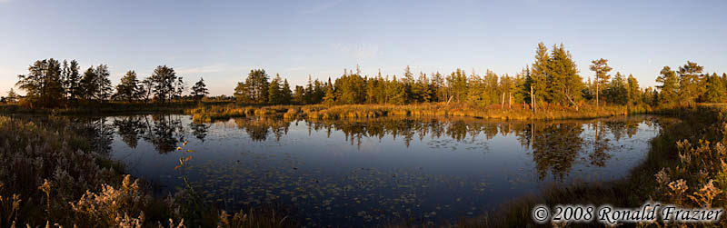 Golden Swamp