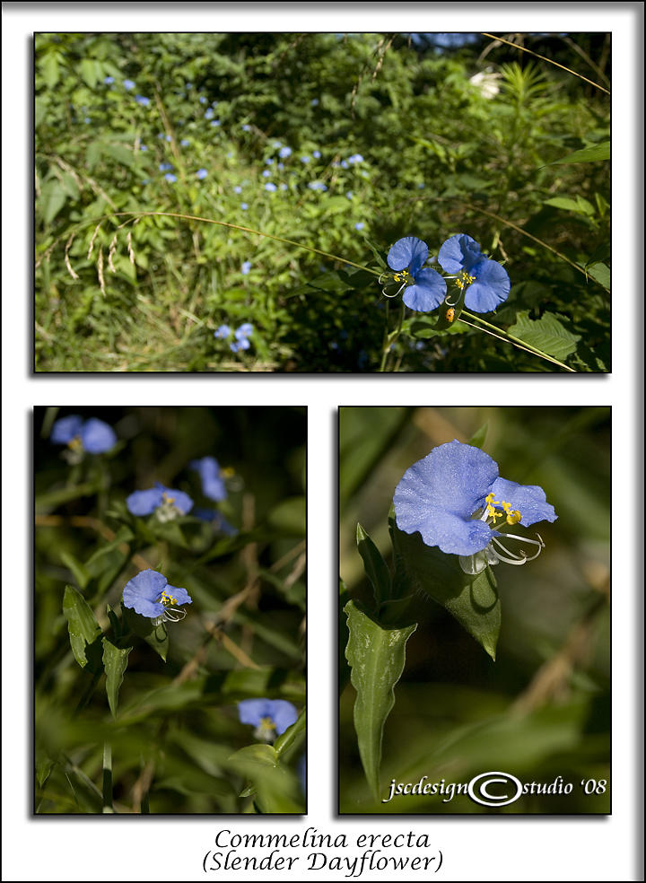 Commelina erecta<br>(<i>Slender Dayflower</i>)<br>July 15