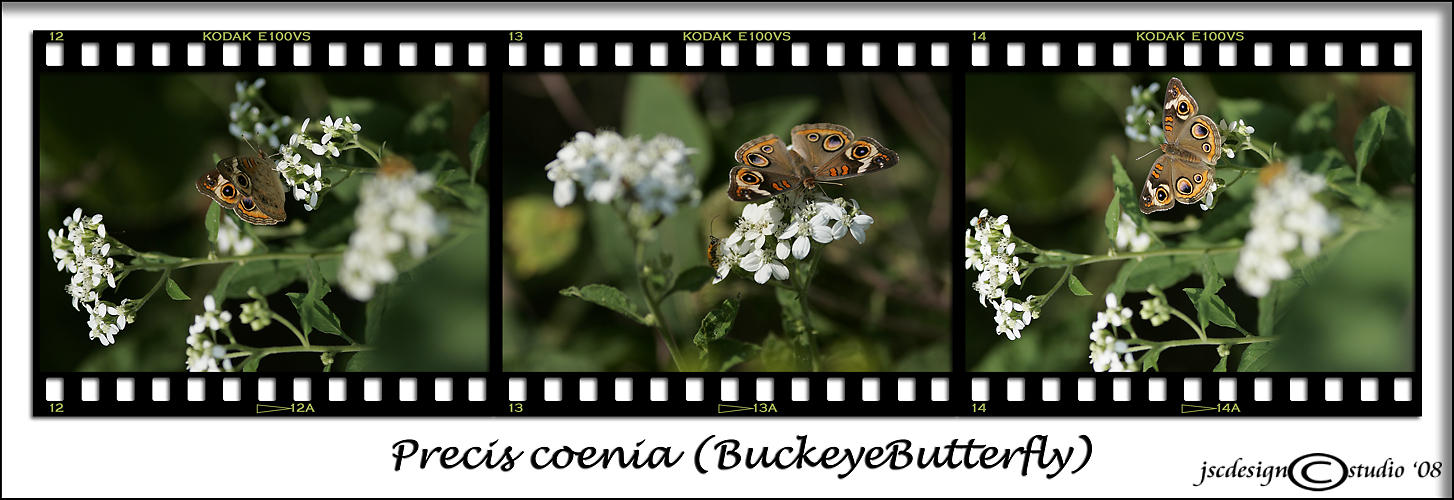 Precis coenia<br>Buckeye Butterfly