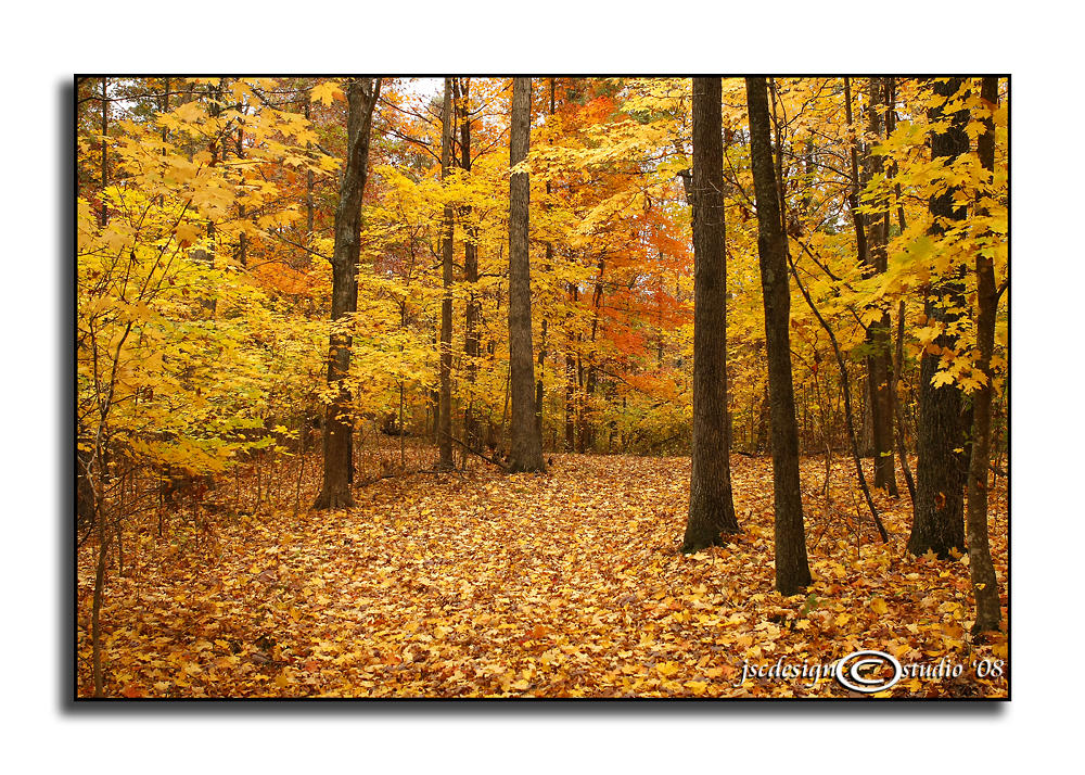 Walk in the Woods II