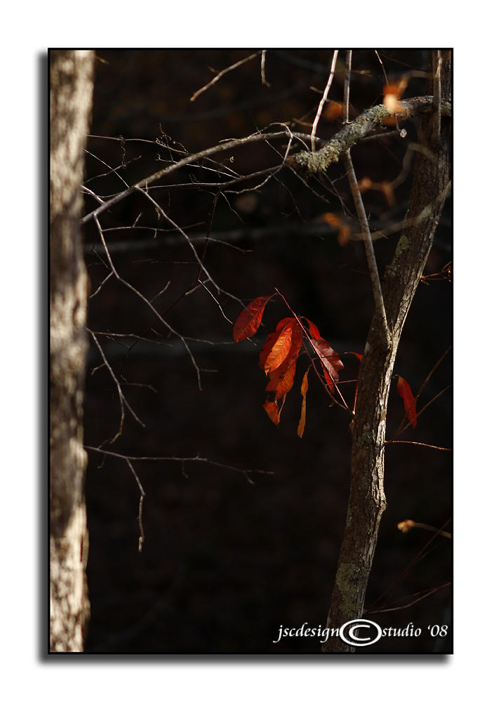 Morning Light I