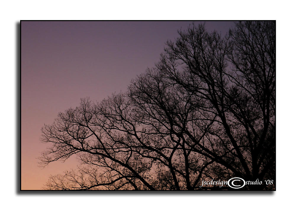 Bare Trees<br>November 20