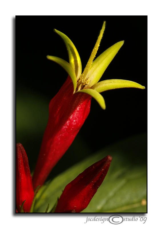 Spigelia marilandica<br>Indian Pink (Macro)