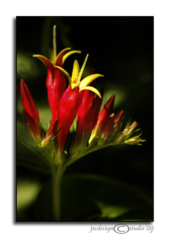 Spigelia marilandica<br>Indian Pink