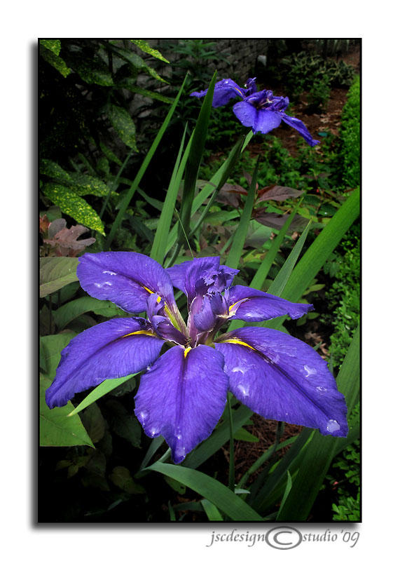 Crested Iris<br>May 26