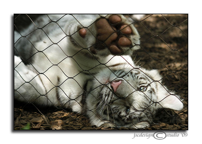 Playful Cub<br>May 31
