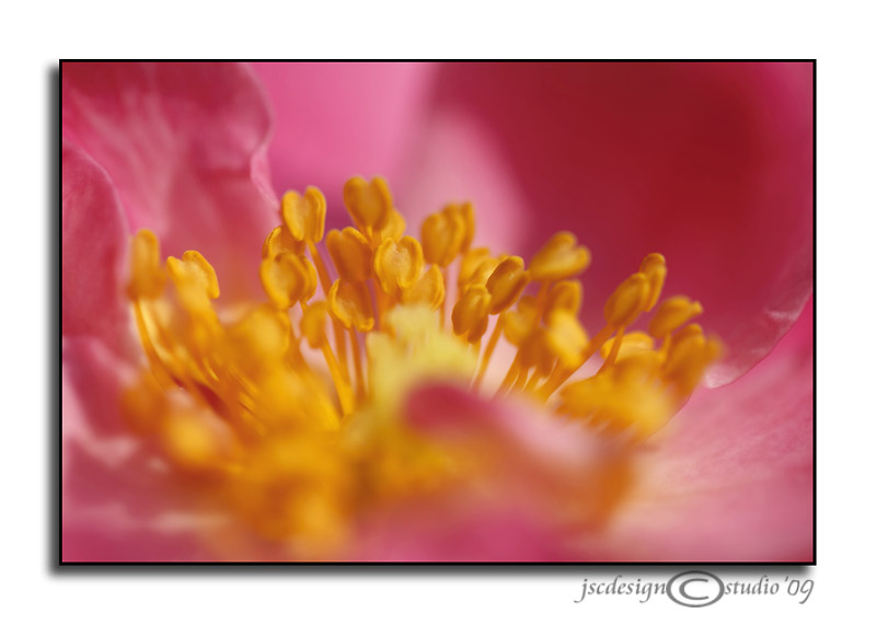 In the Pink<br>June 3