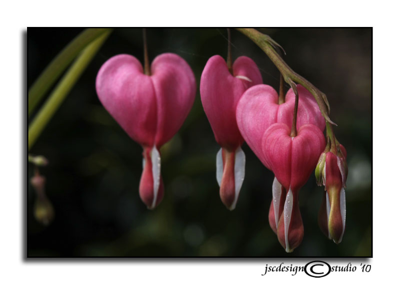 Bleeding Heart II