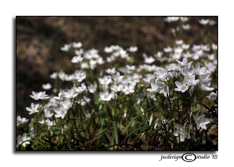 Spring Beauty in Mass