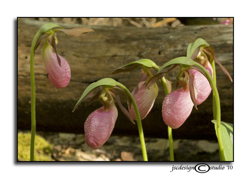 Cypripedium acaule III<br><i>Pink Ladys Slipper</i>