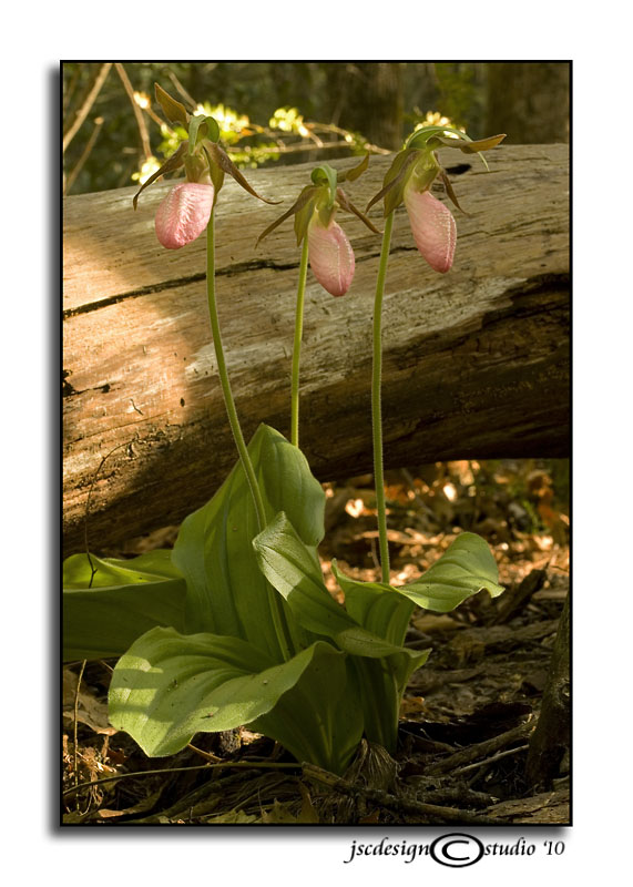 Cypripedium acaule II<br><i>Pink Ladys Slipper</i>