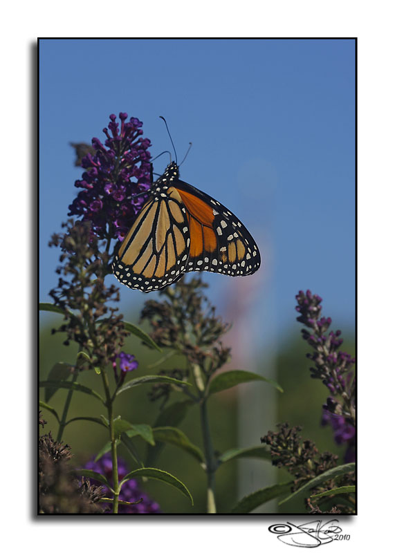 Monarch Butterfly<br>(Danaus plexippus)