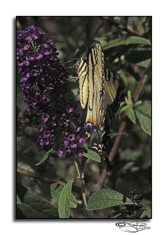 Eastern Tiger Swallowtail<br>Papilio glaucus