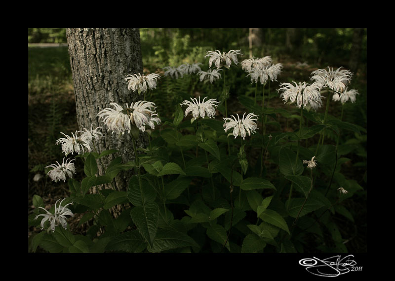 121<br>Monarda<br>Bee Balm