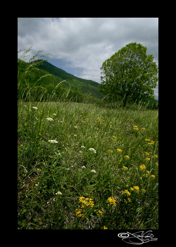 Cades Cove VII