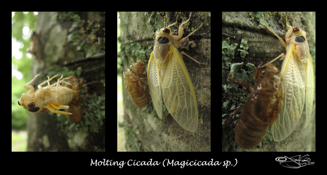135<br>Molting