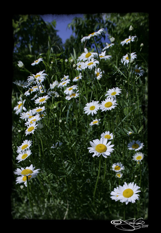 138<br>White as Snow
