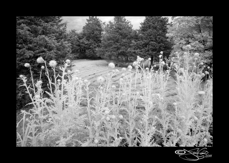 Thistle in IR