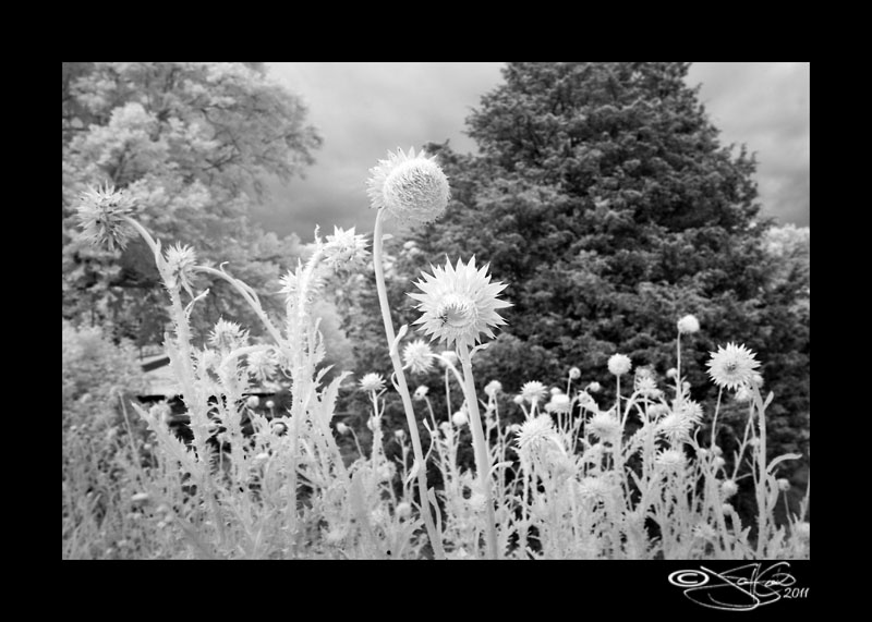 Thistle in IR II