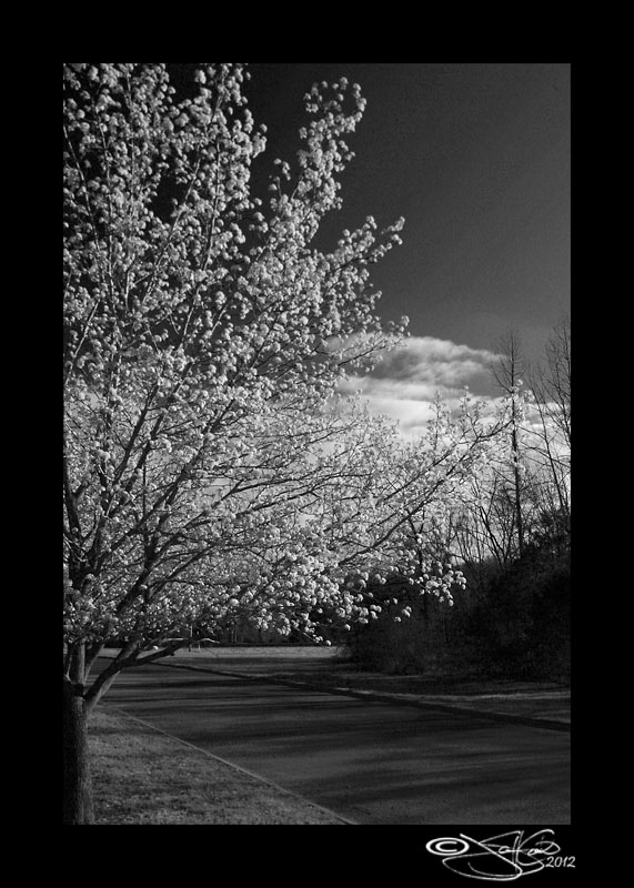 66:366<br>March Monochrome VI