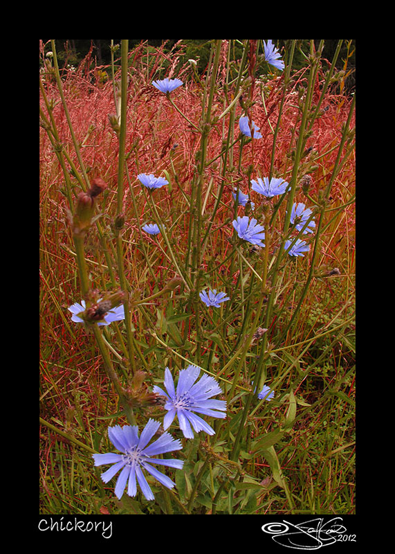 151:366<br>Chicory