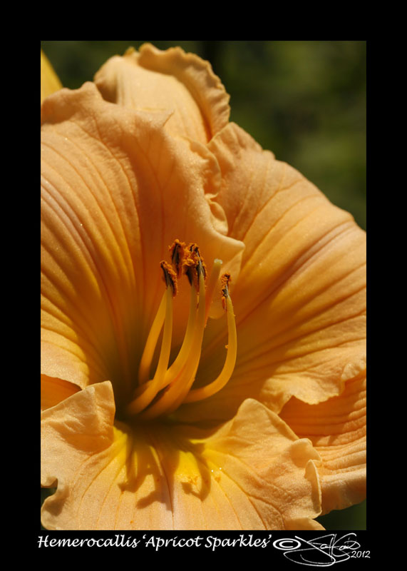 Hemerocallis Apricot Sparkles