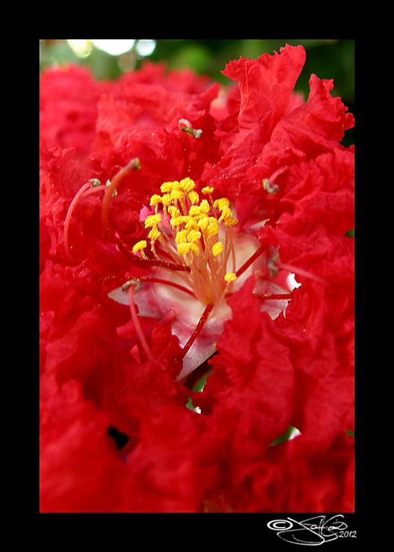170:366<br>Crapemyrtle