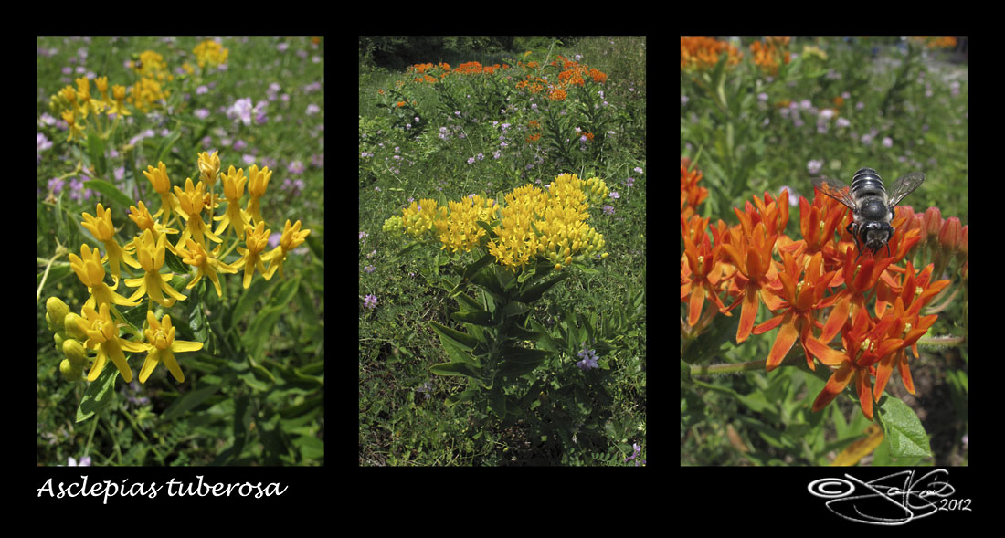 172:366<br>Asclepias tuberosa