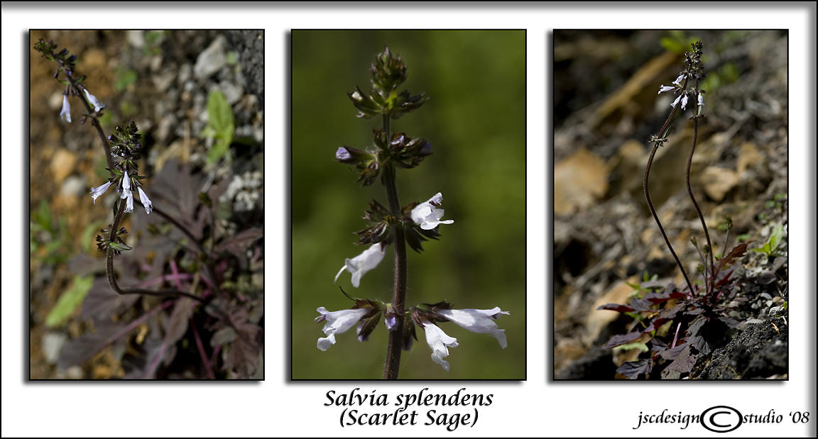 Salvia splendens<br>(<i>Scarlet Sage</i>)<br>April 26