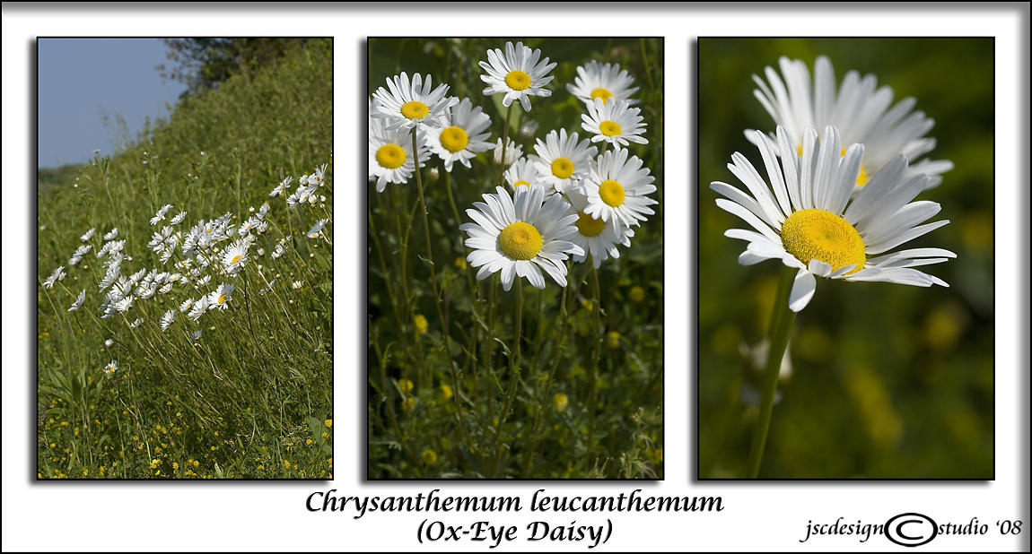 Chrysanthemum leucanthemum<br>(<i>Ox-Eye Daisy</i>)
