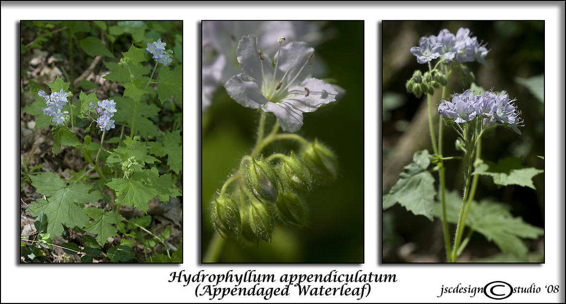 Hydrophyllum appendiculatum<br>(<i>Appendaged Waterleaf</i>)
