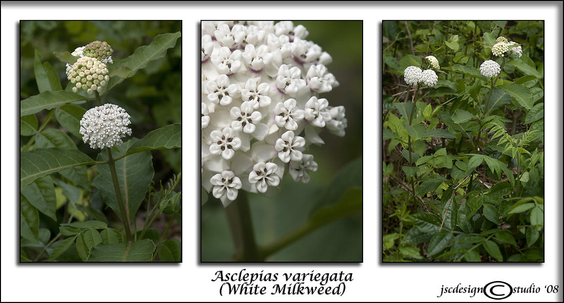 Asclepias variegata<br>(<i>White Milkweed</i>)