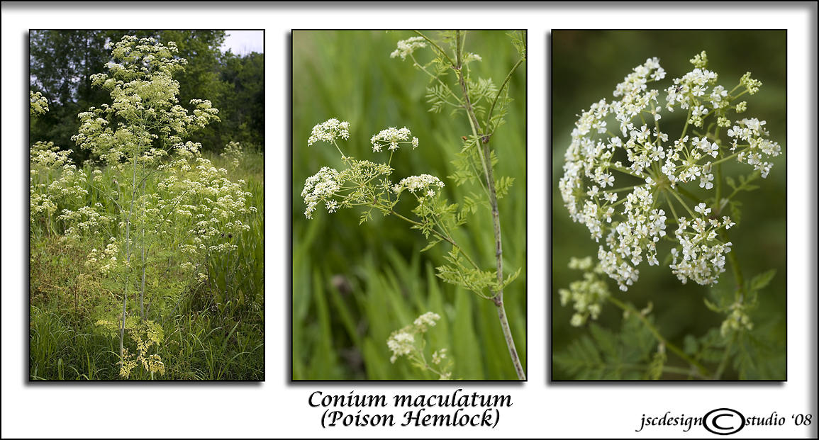 Conium maculatum<br>(<i>Poison Hemlock</i>)