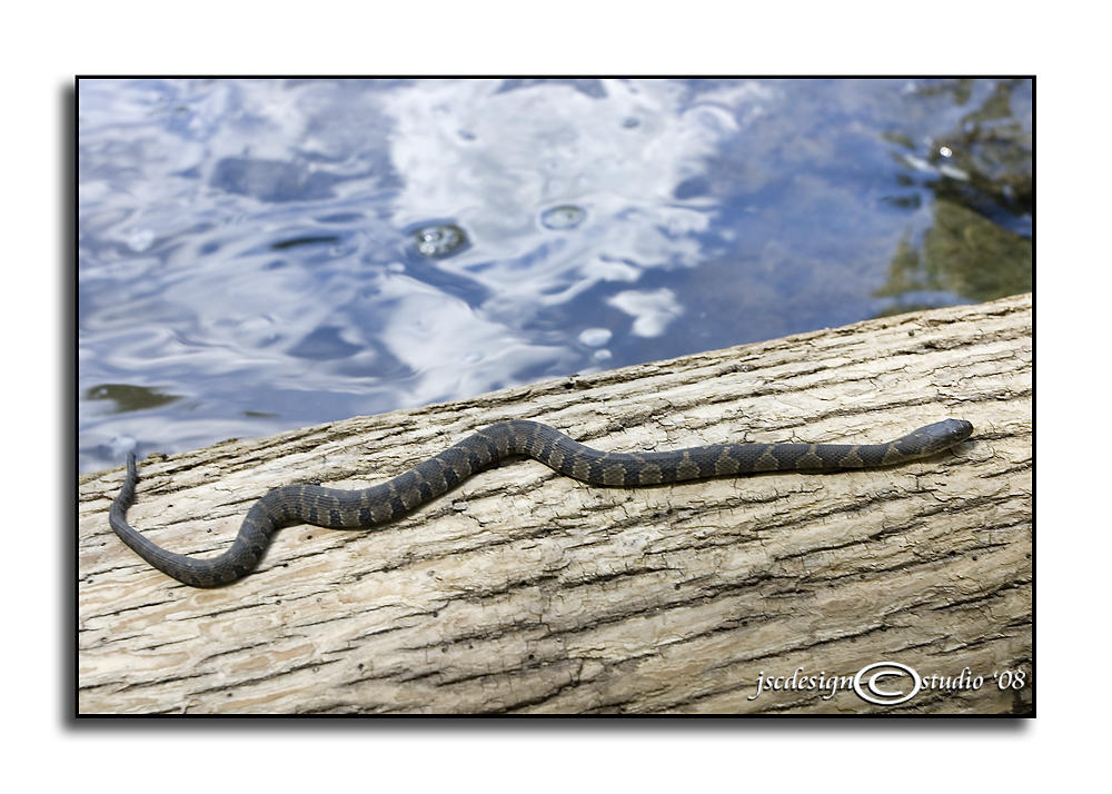 Nerodia sipedon<br>(Northern Water Snake)
