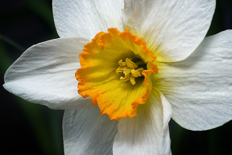 Daffodil