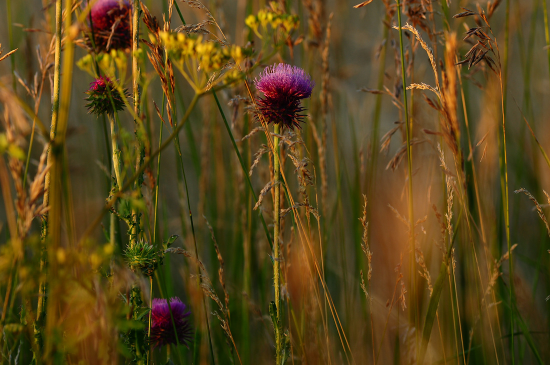 Thistle