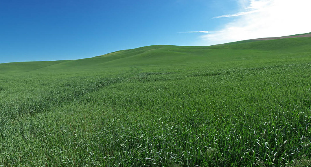 Palouse 09