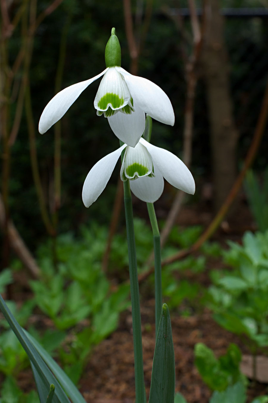 Galanthus nivalis