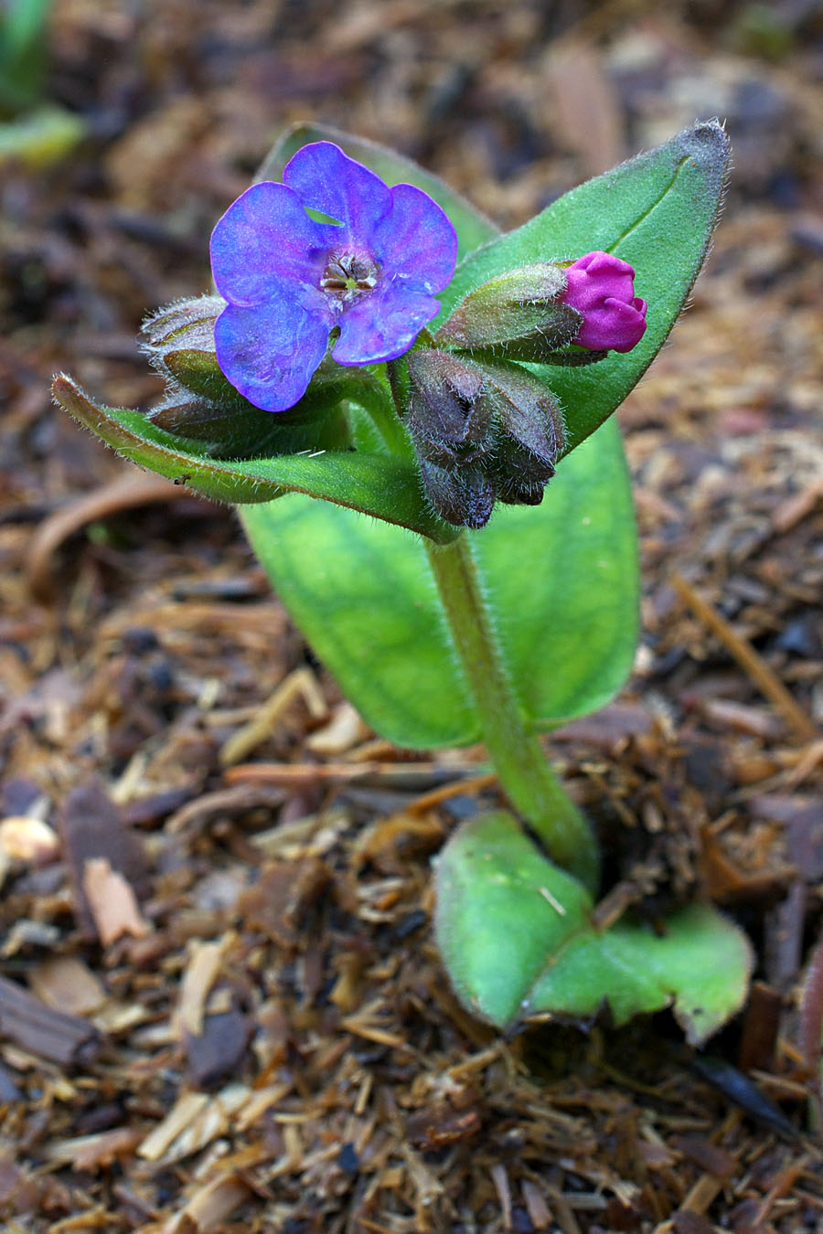 Pulmonaria angustifolia