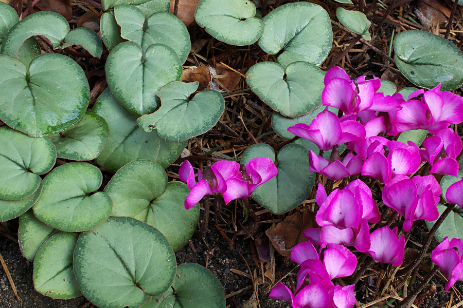 Cyclamen coum