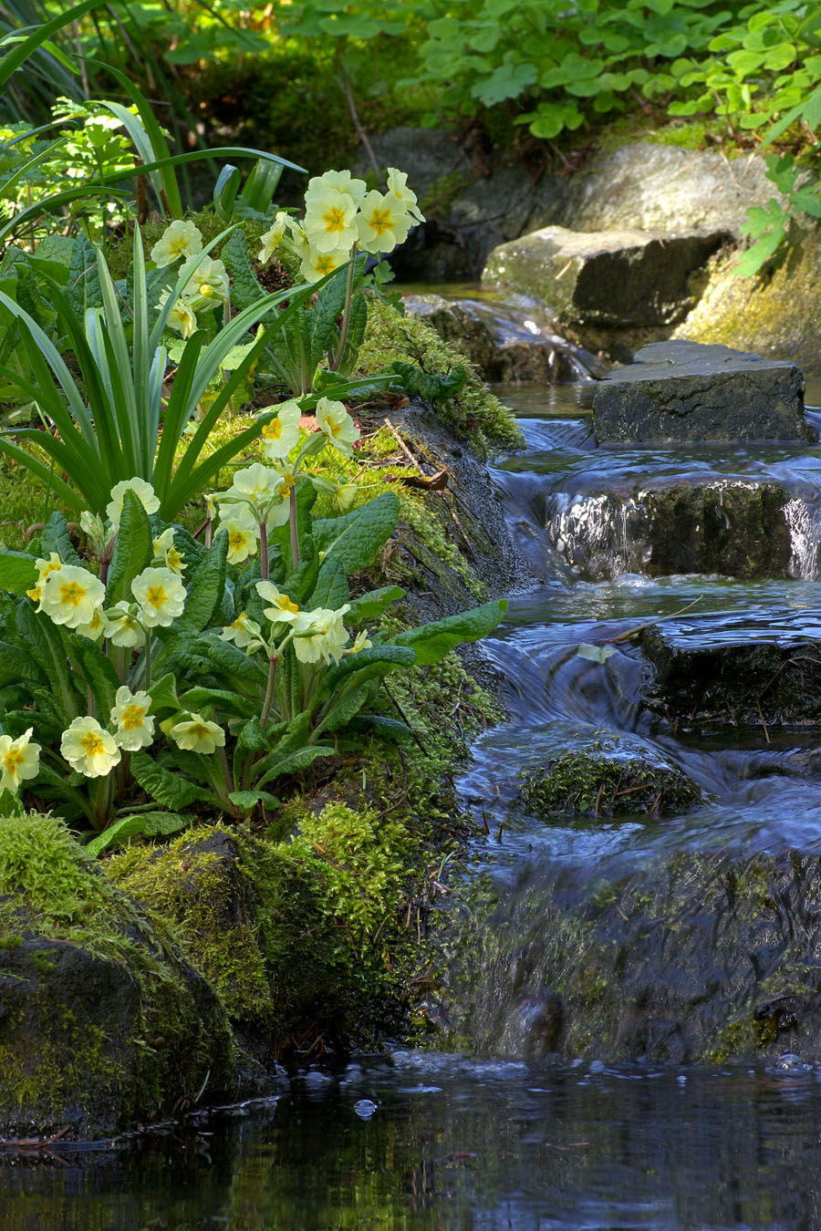 creek side