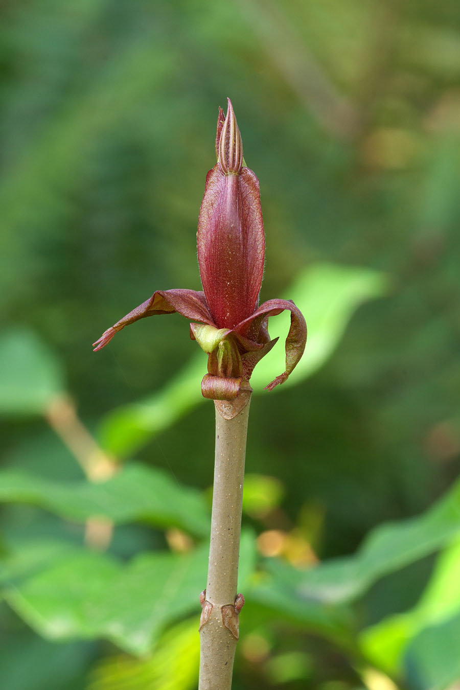 Aesculus parviflora