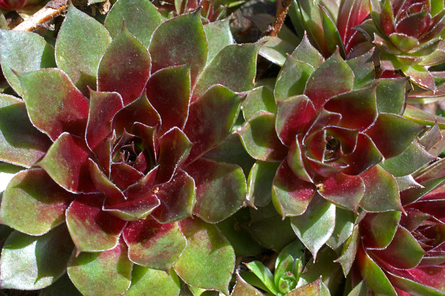 Sempervivum