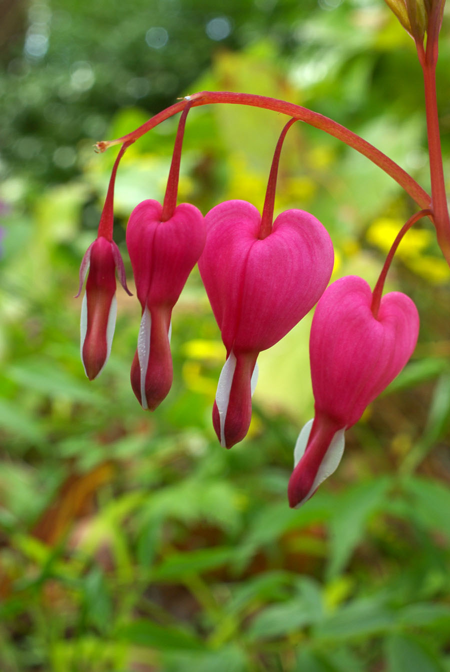 Dicentra spectabilis