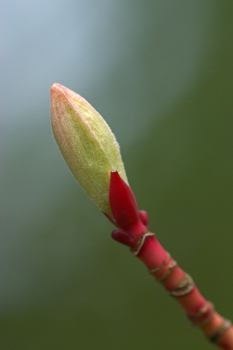 Acer pensylvanicum Erythrocladum