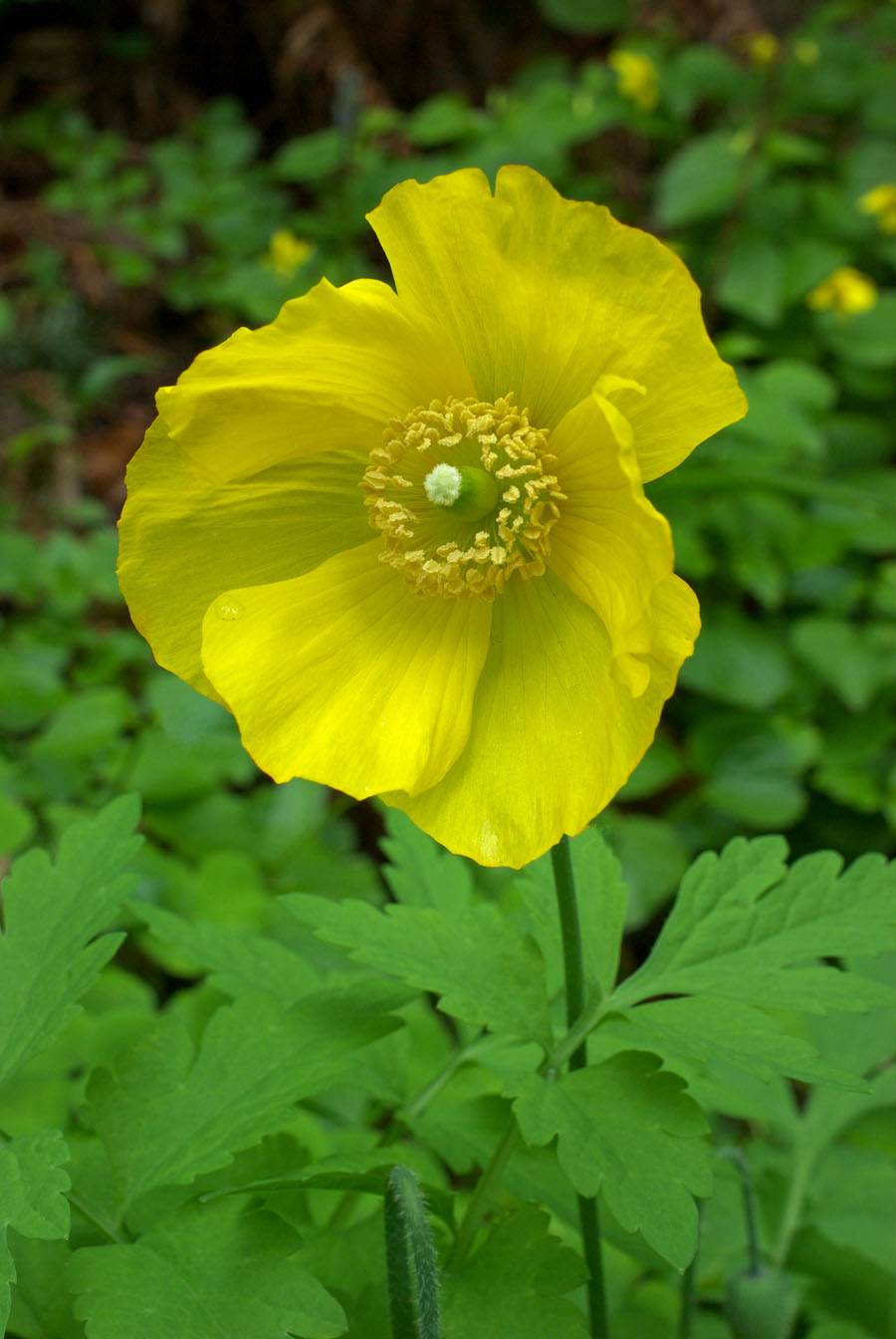 Papaver nudicaule