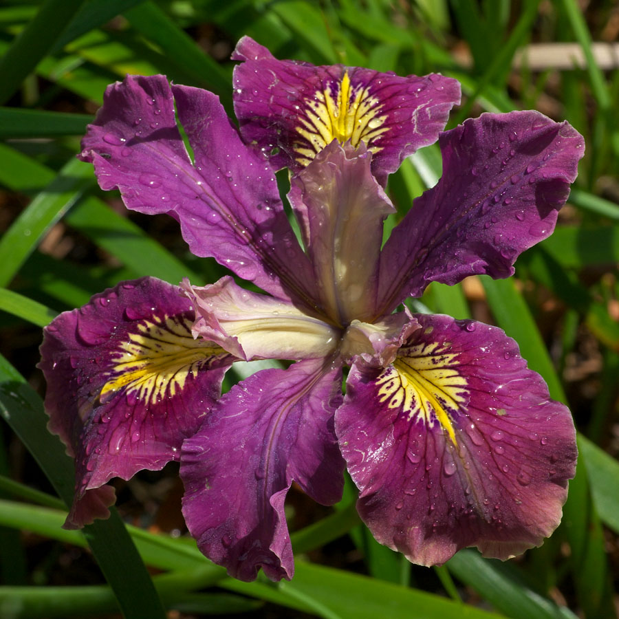 Pacific Coast Iris