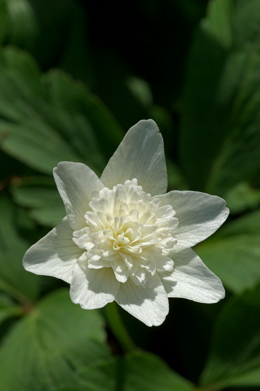 Anemone nemerosa Vestal