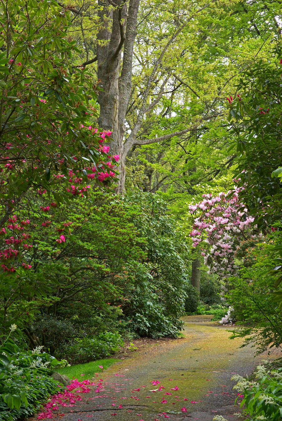 Olmsted Drive - May