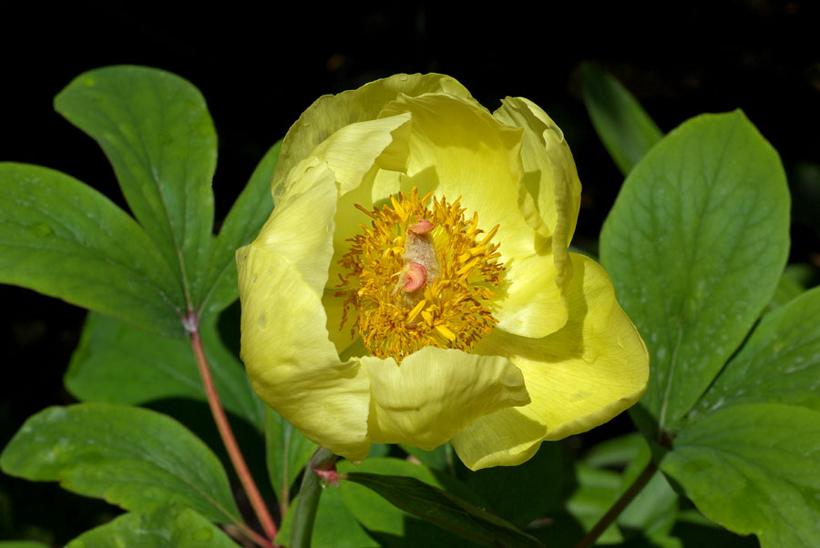Paeonia mlokosewitschii